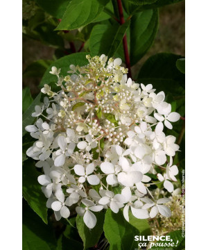 Hortensia panicule Phantom 100cm de Plantes Silence ça pousse dans Arbustes caducs en livraison