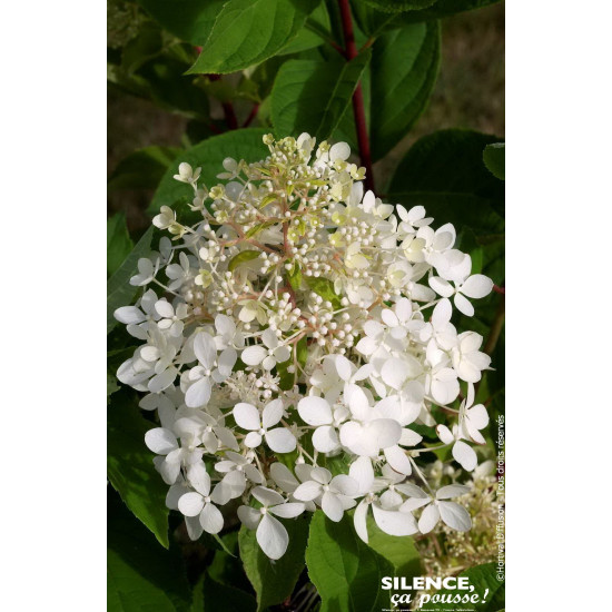 Hortensia panicule Phantom 100cm de Plantes Silence ça pousse dans Arbustes caducs en livraison