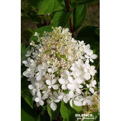 Hortensia panicule Phantom 100cm de Plantes Silence ça pousse dans Arbustes caducs en livraison