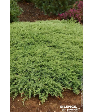 Genevrier des sables Slager 50cm de Plantes Silence ça pousse dans Conifères de rocailles en livraison