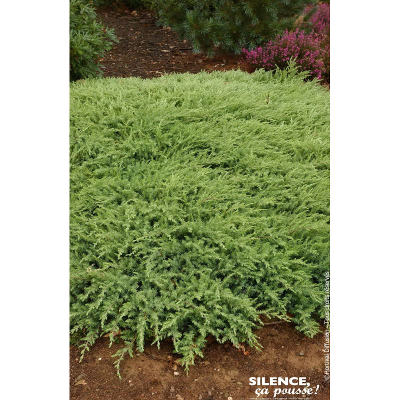 Genevrier des sables Slager 50cm de Plantes Silence ça pousse dans Conifères de rocailles en livraison