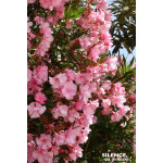 Laurier-rose a fleurs roses 80cm de Plantes Silence ça pousse dans Plantes à petits fruits (kiwi, myrtilles, groseilles, cass...