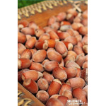 NOISETIER LONGUE DESPAGNE C4,5 TF/BU de Plantes Silence ça pousse dans Plantes à petits fruits (kiwi, myrtilles, groseilles, ...