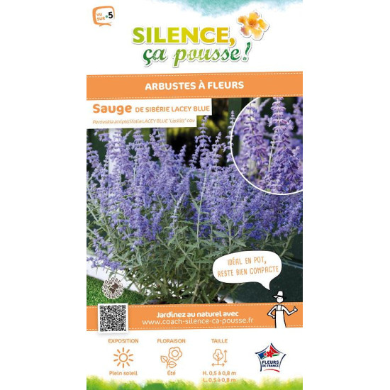 Sauge de Siberie Lacey Blue 80cm de Plantes Silence ça pousse dans Arbustes caducs en livraison