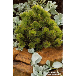 PINUS MUGO WINTER GOLD C4,5 DE GREFFE de Plantes Silence ça pousse dans Conifères de rocailles en livraison