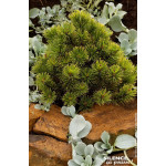 PINUS MUGO WINTER GOLD C4,5 DE GREFFE de Plantes Silence ça pousse dans Conifères de rocailles en livraison