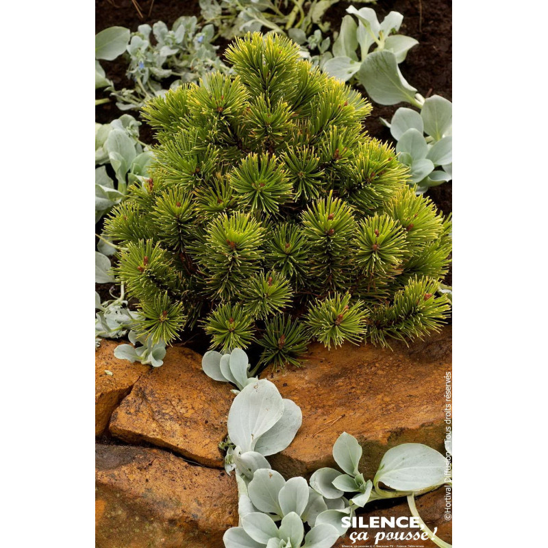 PINUS MUGO WINTER GOLD C4,5 DE GREFFE de Plantes Silence ça pousse dans Conifères de rocailles en livraison