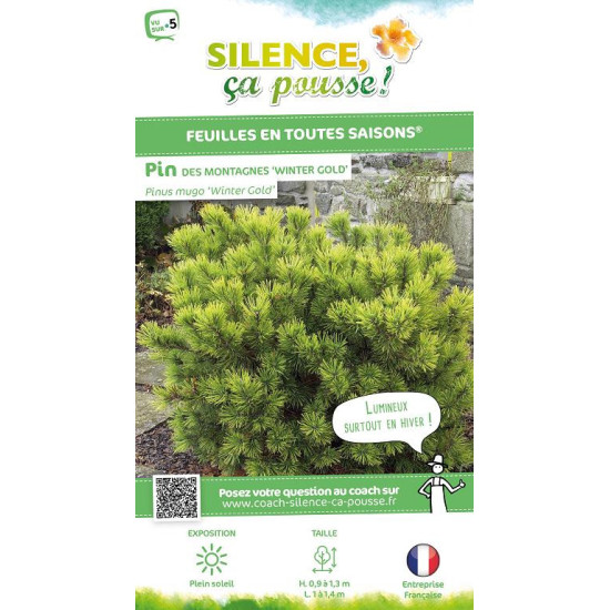PINUS MUGO WINTER GOLD C4,5 DE GREFFE de Plantes Silence ça pousse dans Conifères de rocailles en livraison
