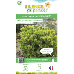 PINUS MUGO WINTER GOLD C4,5 DE GREFFE de Plantes Silence ça pousse dans Conifères de rocailles en livraison