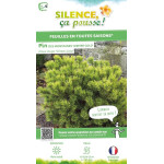 PINUS MUGO WINTER GOLD C4,5 DE GREFFE de Plantes Silence ça pousse dans Conifères de rocailles en livraison