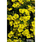 Potentille arbustive Kobold 50cm de Plantes Silence ça pousse dans Arbustes caducs en livraison
