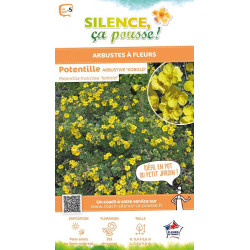 Potentille arbustive Kobold 50cm de Plantes Silence ça pousse dans Arbustes caducs en livraison