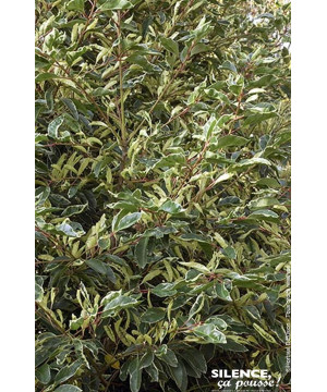 Laurier du Portugal panache 80cm de Plantes Silence ça pousse dans Arbustes persistants en livraison