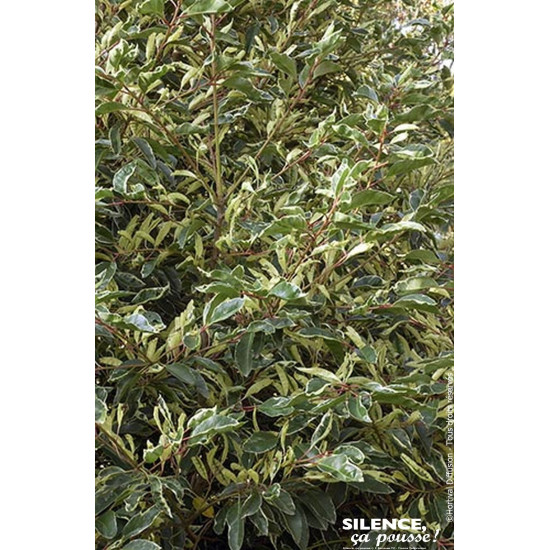Laurier du Portugal panache 80cm de Plantes Silence ça pousse dans Arbustes persistants en livraison