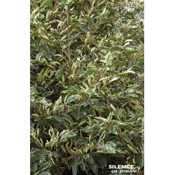 Laurier du Portugal panache 80cm de Plantes Silence ça pousse dans Arbustes persistants en livraison