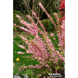 Amandier de Chine Multiplex 80cm de Plantes Silence ça pousse dans Arbres d'ornement en livraison