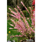 Amandier de Chine Multiplex 80cm de Plantes Silence ça pousse dans Arbres d'ornement en livraison