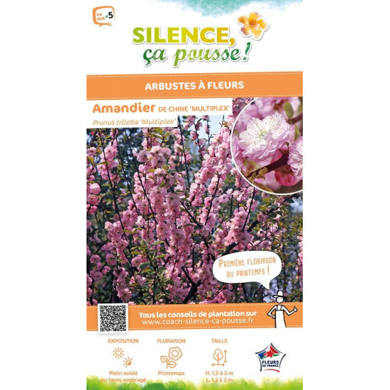 Amandier de Chine Multiplex 80cm de Plantes Silence ça pousse dans Arbres d'ornement en livraison