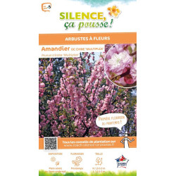 Amandier de Chine Multiplex 80cm de Plantes Silence ça pousse dans Arbres d'ornement en livraison