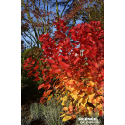COTINUS COG,FLAMISSIMO C4,5 TF/BU de Plantes Silence ça pousse dans Arbustes caducs en livraison