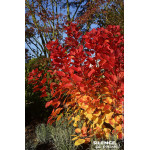 COTINUS COG,FLAMISSIMO C4,5 TF/BU de Plantes Silence ça pousse dans Arbustes caducs en livraison