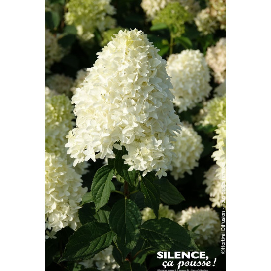 Hortensia panicule SKYFALL 100cm de Plantes Silence ça pousse dans Arbustes caducs en livraison