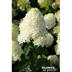 Hortensia panicule SKYFALL 100cm de Plantes Silence ça pousse dans Arbustes caducs en livraison
