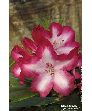 Rhododendron SIR WHITE RUBY 80cm de Plantes Silence ça pousse dans Plantes à petits fruits (kiwi, myrtilles, groseilles, cass...