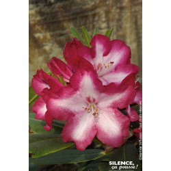 Rhododendron SIR WHITE RUBY 80cm de Plantes Silence ça pousse dans Plantes à petits fruits (kiwi, myrtilles, groseilles, cass...
