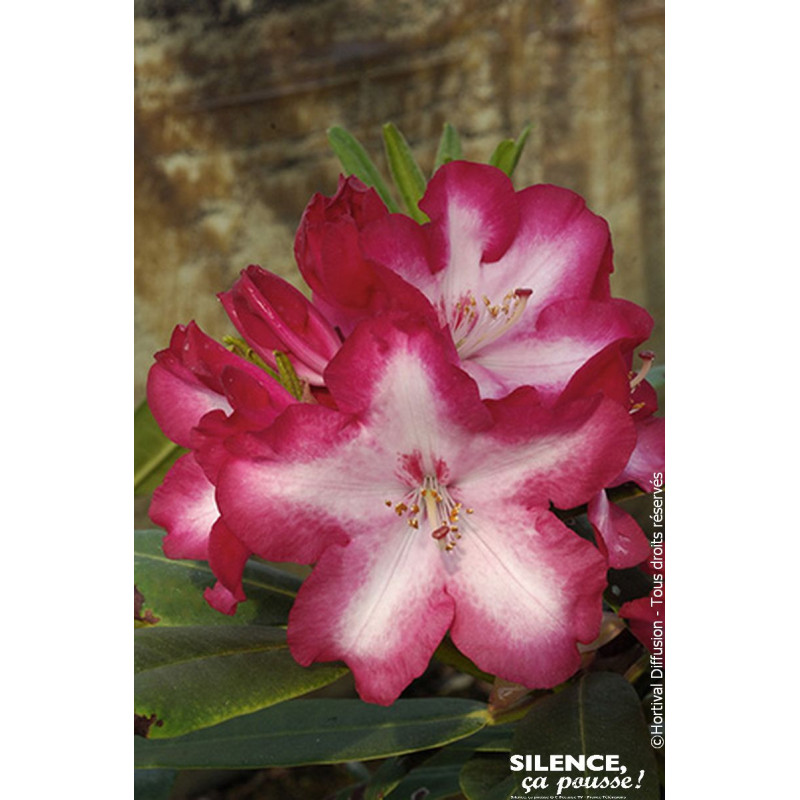 Rhododendron SIR WHITE RUBY 80cm de Plantes Silence ça pousse dans Plantes à petits fruits (kiwi, myrtilles, groseilles, cass...