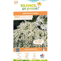 Arbuste aux perles The Bride 80cm de Plantes Silence ça pousse dans Arbustes caducs en livraison