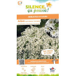 Arbuste aux perles The Bride 80cm de Plantes Silence ça pousse dans Arbustes caducs en livraison