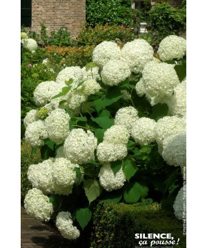 Hortensia arbustif Annabelle 80cm de Plantes Silence ça pousse dans Arbustes caducs en livraison
