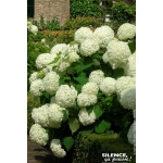 Hortensia arbustif Annabelle 80cm de Plantes Silence ça pousse dans Arbustes caducs en livraison