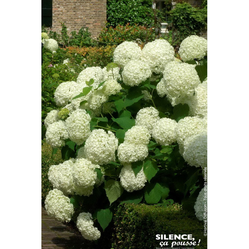 Hortensia arbustif Annabelle 80cm de Plantes Silence ça pousse dans Arbustes caducs en livraison