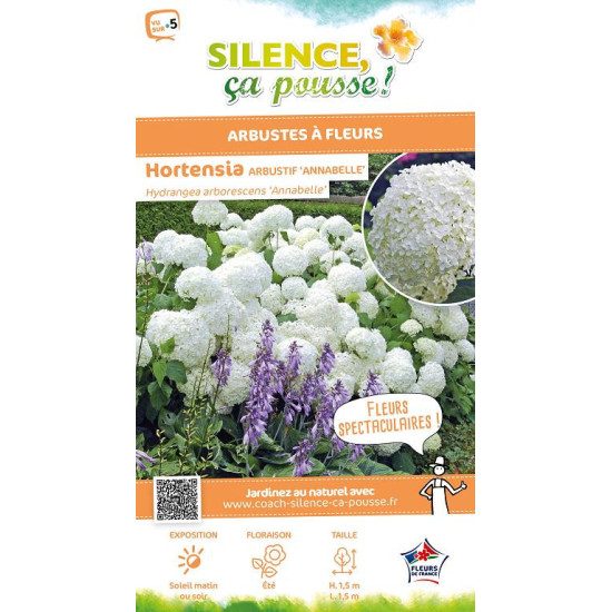 Hortensia arbustif Annabelle 80cm de Plantes Silence ça pousse dans Arbustes caducs en livraison