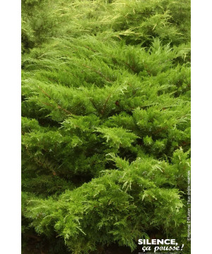 Genevrier hybride Mint Julep 50cm de Plantes Silence ça pousse dans Conifères de rocailles en livraison