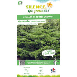 Genevrier hybride Mint Julep 50cm de Plantes Silence ça pousse dans Conifères de rocailles en livraison