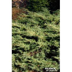 Genevrier compact de Pfitzer 50cm de Plantes Silence ça pousse dans Conifères de rocailles en livraison