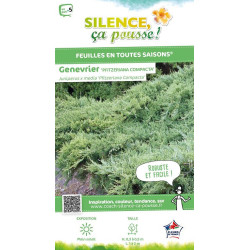 Genevrier compact de Pfitzer 50cm de Plantes Silence ça pousse dans Conifères de rocailles en livraison