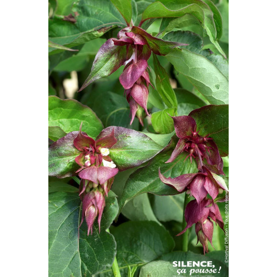 LEYCESTERIA FOR,PURPLE RAIN C4,5 TF/BU de Plantes Silence ça pousse dans Arbustes caducs en livraison