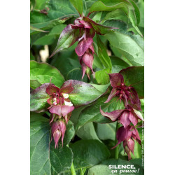 LEYCESTERIA FOR,PURPLE RAIN C4,5 TF/BU de Plantes Silence ça pousse dans Arbustes caducs en livraison