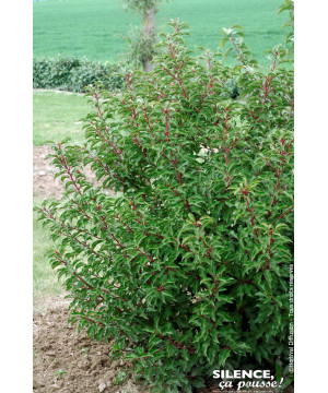 Laurier du Portugal Brenelia 50cm de Plantes Silence ça pousse dans Arbustes persistants en livraison