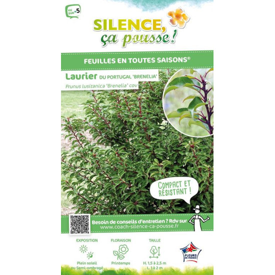 Laurier du Portugal Brenelia 50cm de Plantes Silence ça pousse dans Arbustes persistants en livraison