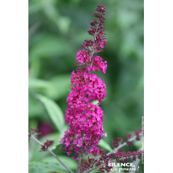Arbre aux papillons Miss Ruby 80cm de Plantes Silence ça pousse dans Arbustes caducs en livraison