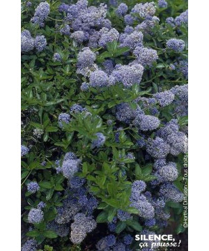 Ceanothe thyrsiflorus rampant 50cm de Plantes Silence ça pousse dans Arbustes persistants en livraison