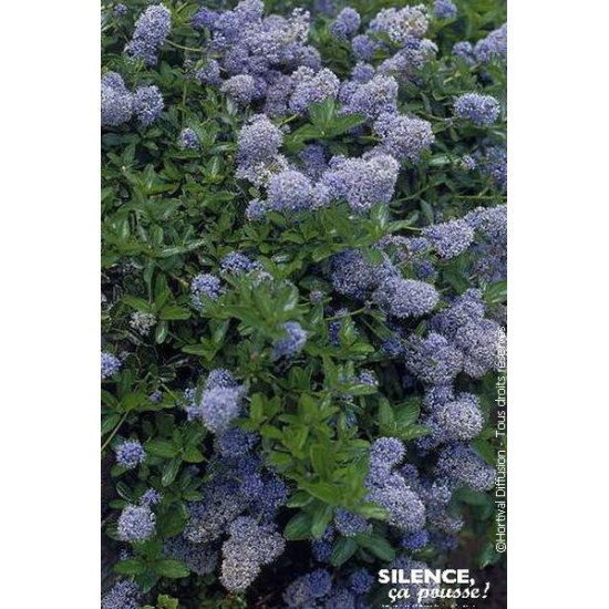 Ceanothe thyrsiflorus rampant 50cm de Plantes Silence ça pousse dans Arbustes persistants en livraison