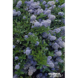 Ceanothe thyrsiflorus rampant 50cm de Plantes Silence ça pousse dans Arbustes persistants en livraison