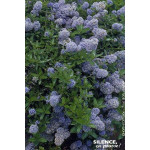Ceanothe thyrsiflorus rampant 50cm de Plantes Silence ça pousse dans Arbustes persistants en livraison