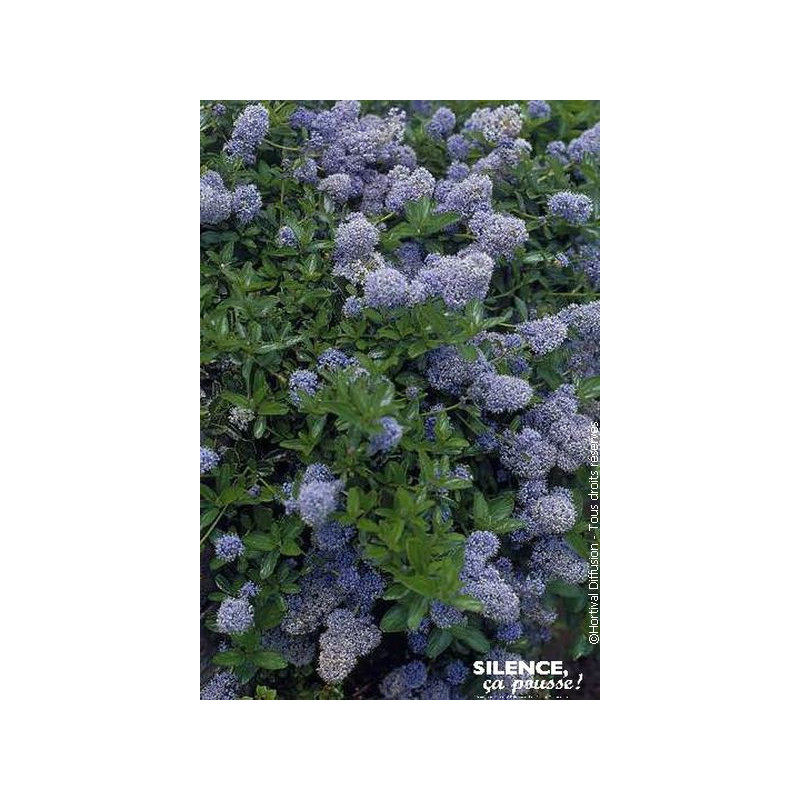 Ceanothe thyrsiflorus rampant 50cm de Plantes Silence ça pousse dans Arbustes persistants en livraison
